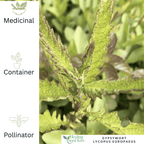 Gypsywort – For Herbal Wellness & Wildlife - Friendly Gardens - The Healing Herb Garden
