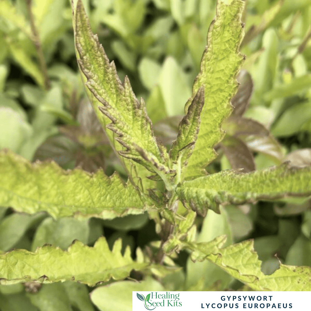 Gypsywort – For Herbal Wellness & Wildlife - Friendly Gardens - The Healing Herb Garden