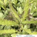 Gypsywort – For Herbal Wellness & Wildlife - Friendly Gardens - The Healing Herb Garden