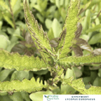 Gypsywort – For Herbal Wellness & Wildlife - Friendly Gardens - The Healing Herb Garden