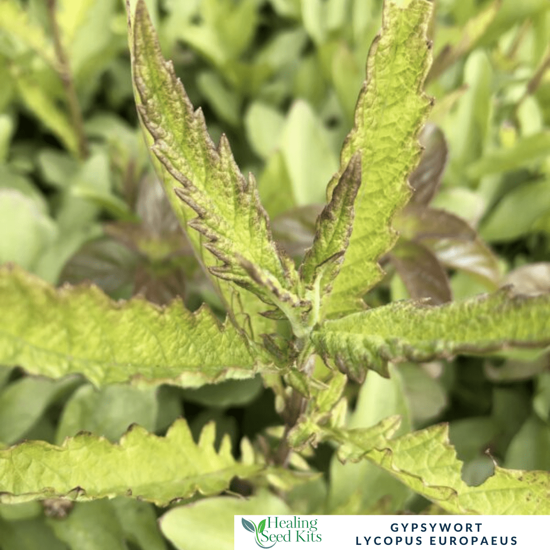 Gypsywort – For Herbal Wellness & Wildlife - Friendly Gardens - The Healing Herb Garden