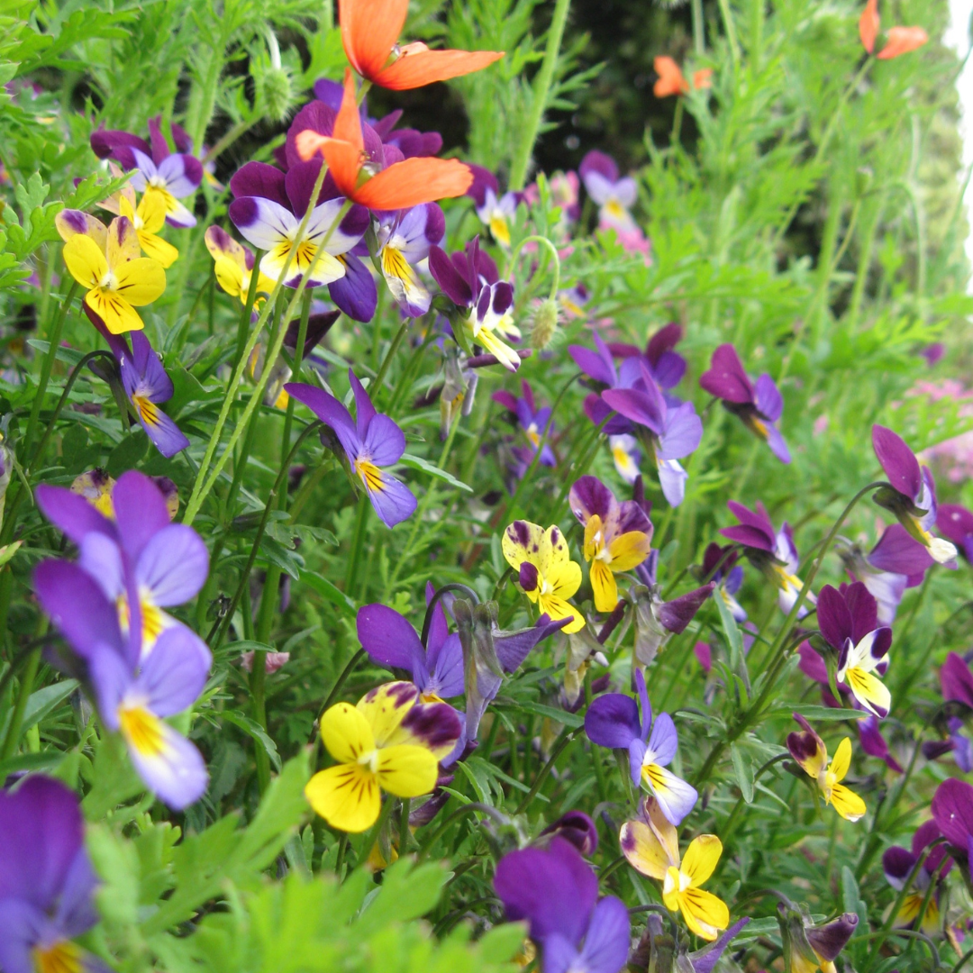 Heartsease Plant UK - Viola tricolor Wildflower - The Healing Herb Garden