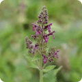 Hedge Woundwort - Suggest the promotion of wound healing - The Healing Herb Garden