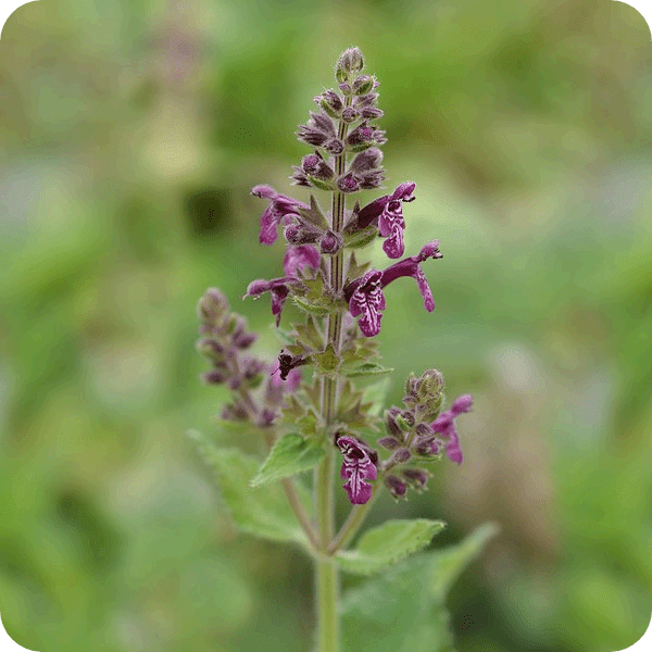 Hedge Woundwort - Suggest the promotion of wound healing - The Healing Herb Garden