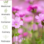Herb Robert plug plant - Native Woodland Herb - The Healing Herb Garden
