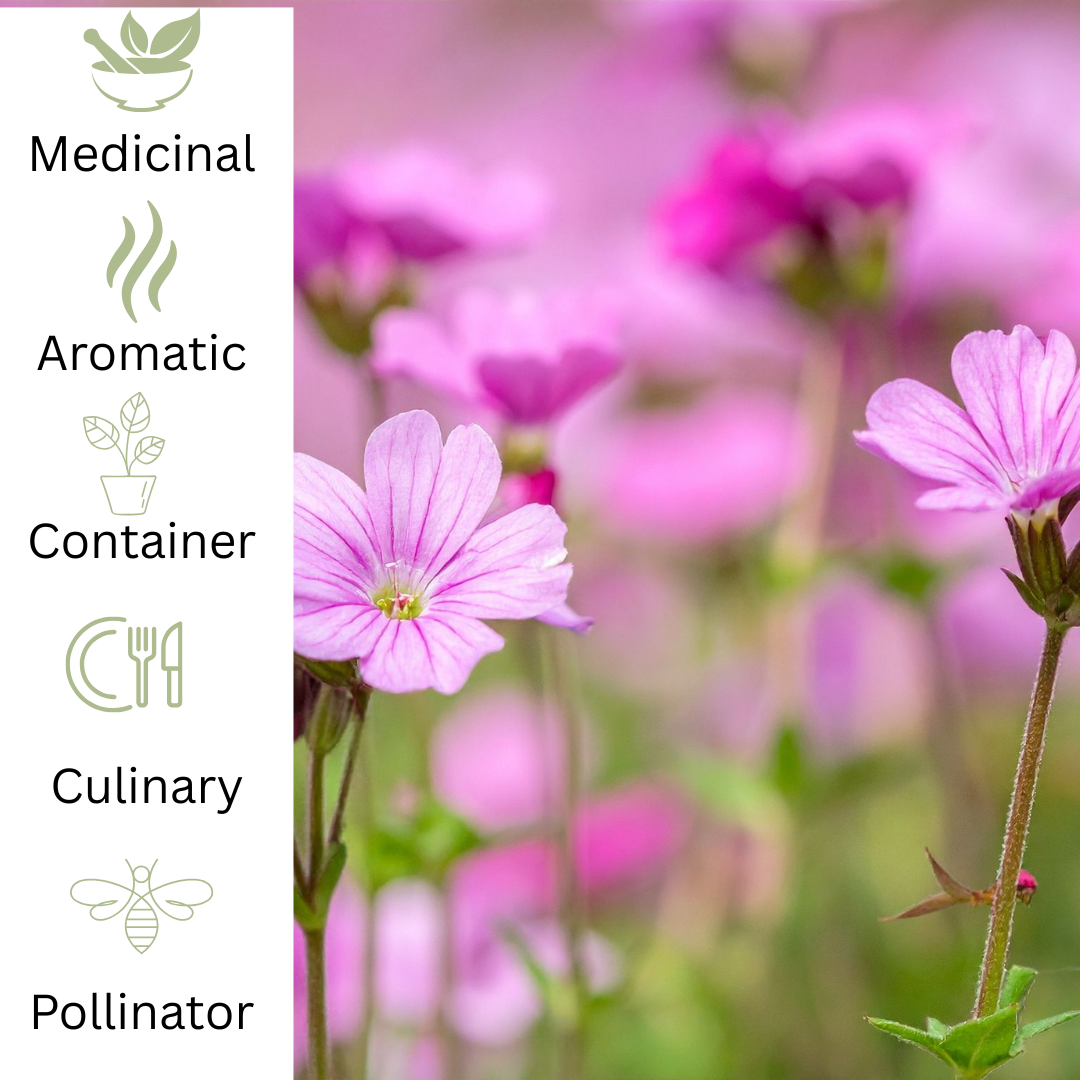 Herb Robert plug plant - Native Woodland Herb - The Healing Herb Garden