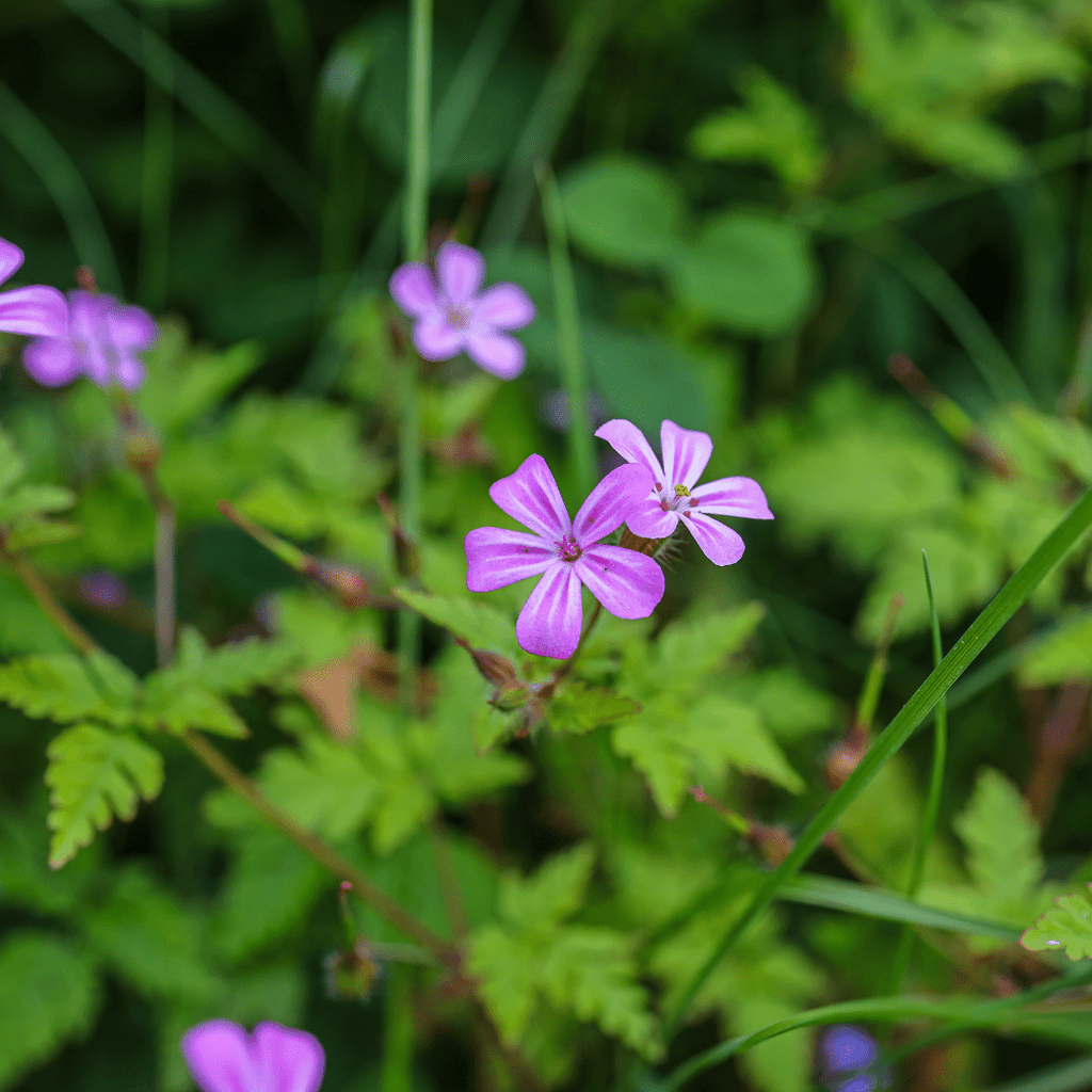 Herb Robert plug plant - Native Woodland Herb - The Healing Herb Garden