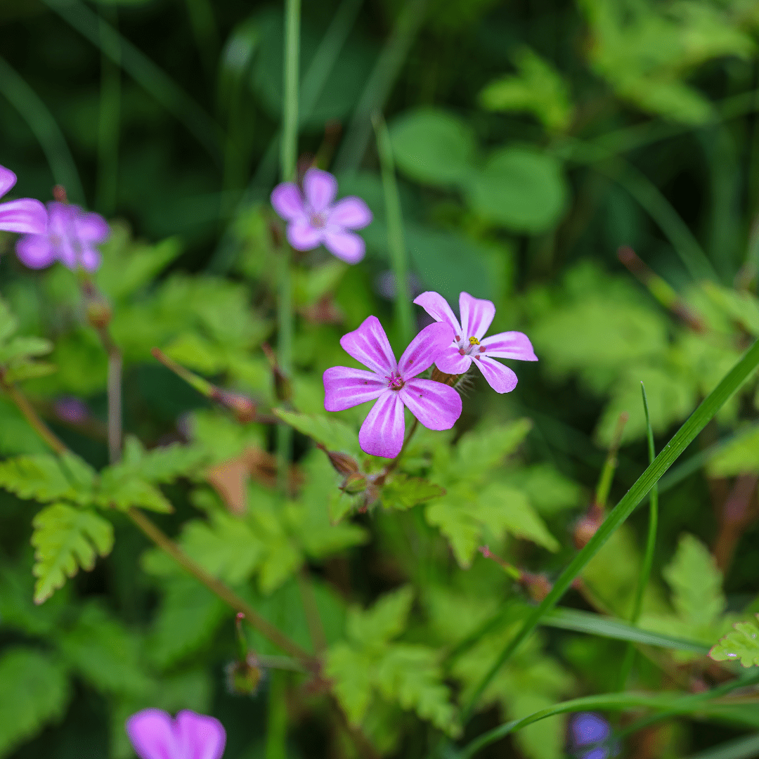 Herb Robert plug plant - Native Woodland Herb - The Healing Herb Garden