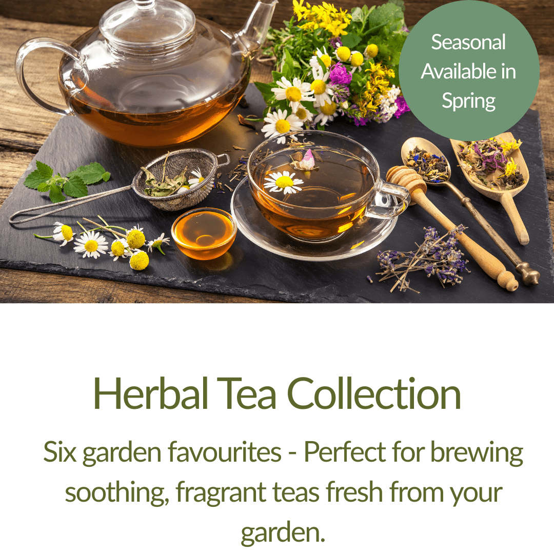 Herbal Tea Collection - Plant Kit - The Healing Herb Garden