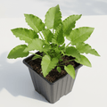 Horseradish – Hardy Culinary &amp; Medicinal Herb - The Healing Herb Garden