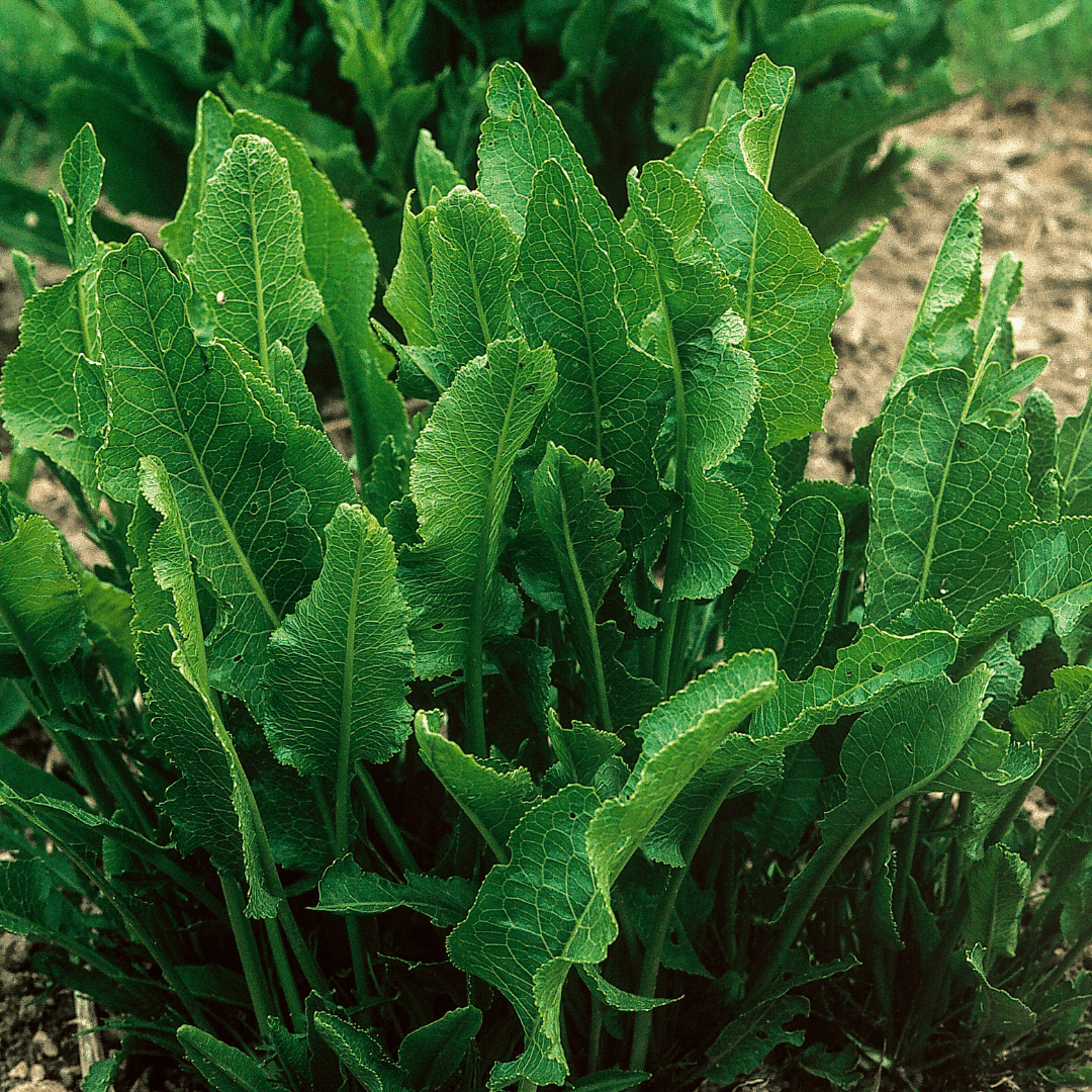 Horseradish – Hardy Culinary &amp; Medicinal Herb - The Healing Herb Garden