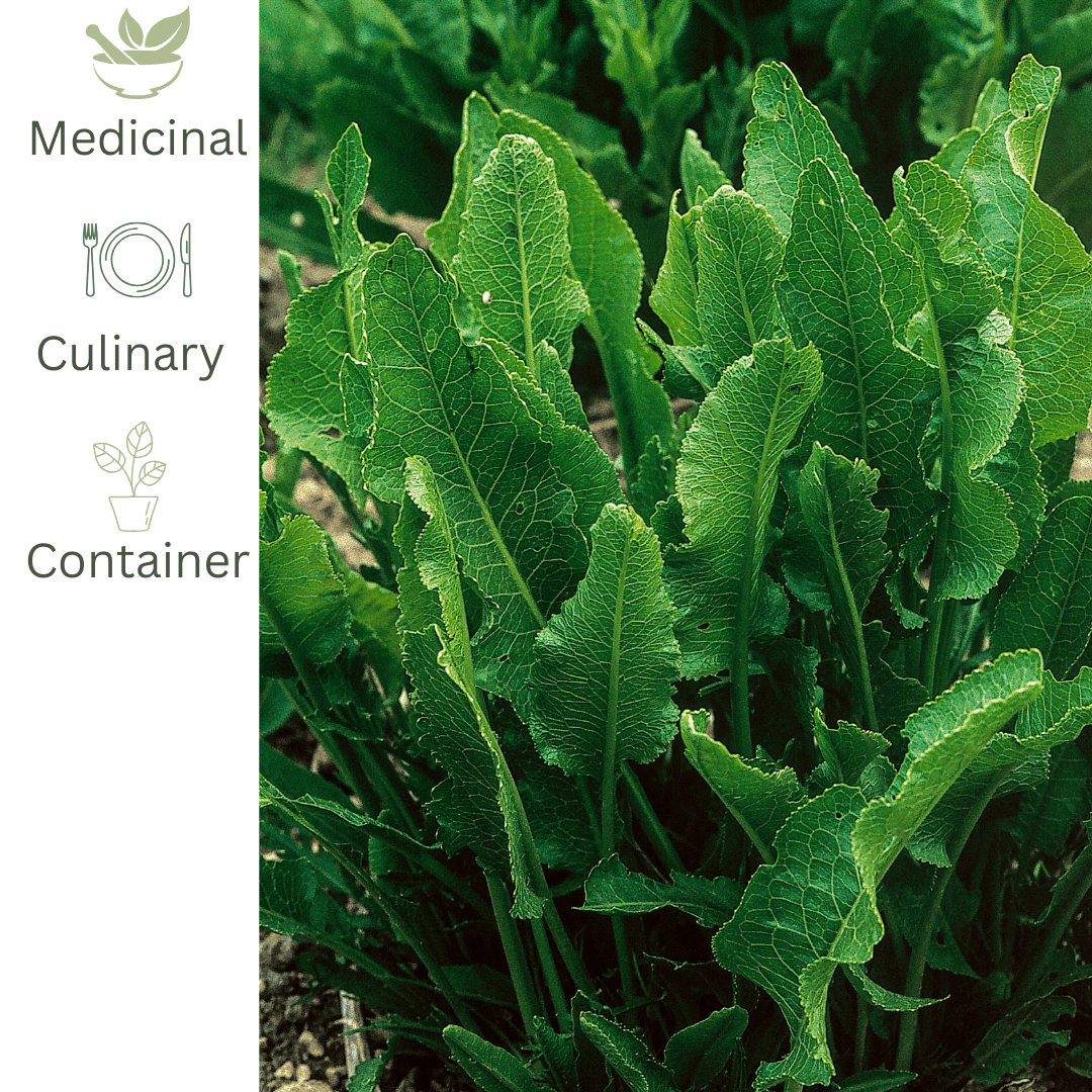 Horseradish – Hardy Culinary &amp; Medicinal Herb - The Healing Herb Garden