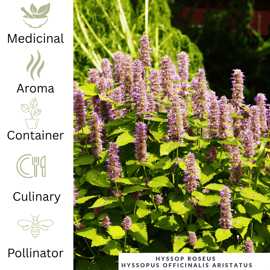 Hyssop - Anise Pink – For Healing Teas & Aromatic Leaves - The Healing Herb Garden