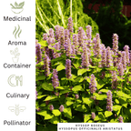 Hyssop - Anise Pink – For Healing Teas & Aromatic Leaves - The Healing Herb Garden
