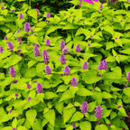 Hyssop - Anise Pink – For Healing Teas & Aromatic Leaves - The Healing Herb Garden