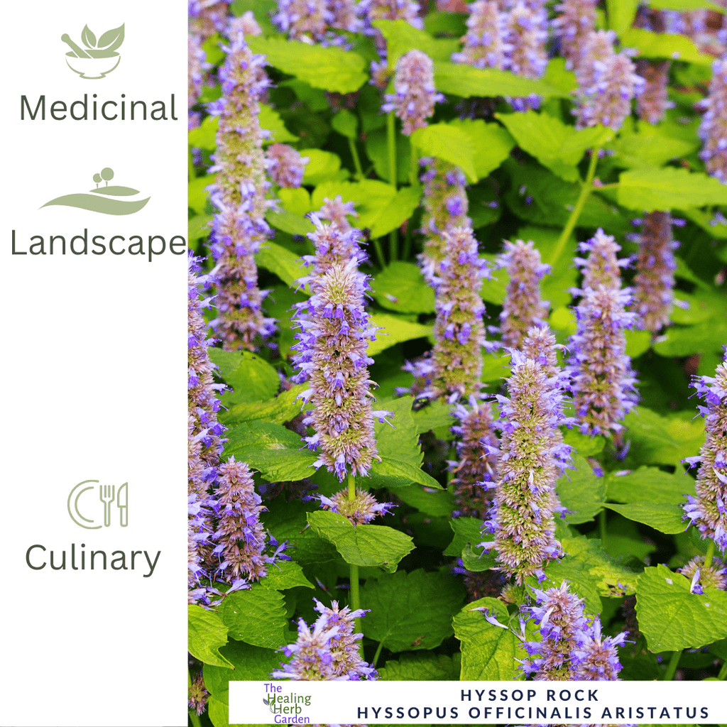 Hyssop - Rock – For Healing Teas & Aromatic Leaves - The Healing Herb Garden