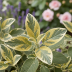 Icterina Sage Plant UK - Golden Variegated Culinary Sage