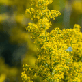 Lady’s Bedstraw plug plant – Native Meadow Herb - The Healing Herb Garden
