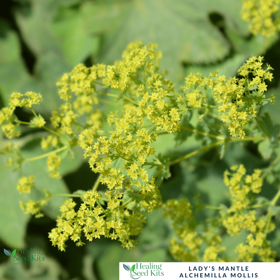 Lady's Mantle - For Women’s Herbal Wellness & Cottage Gardens - The Healing Herb Garden