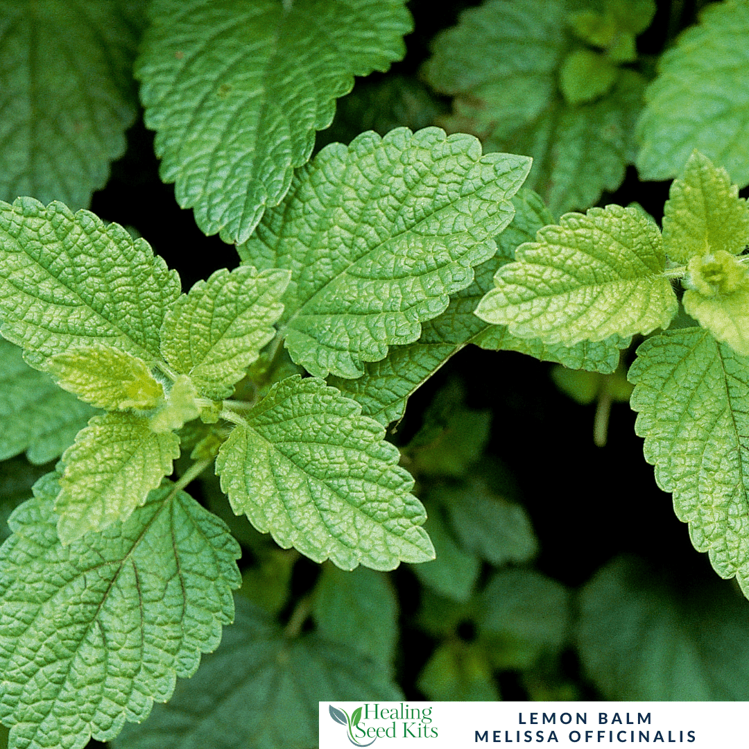 Lemon Balm – For Calming Teas & Stress Relief. - The Healing Herb Garden