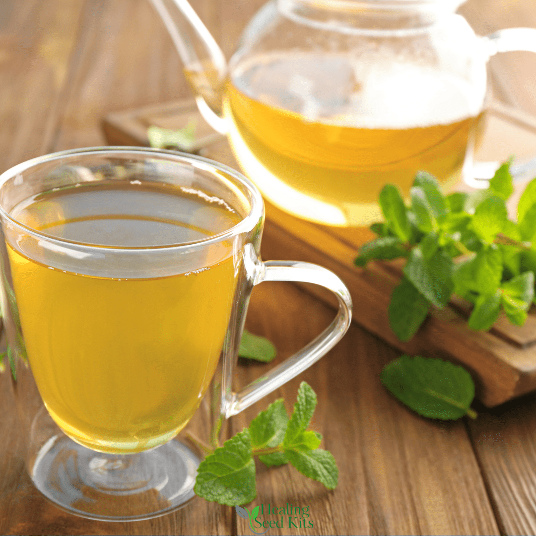 Lemon Balm – For Calming Teas & Stress Relief. - The Healing Herb Garden