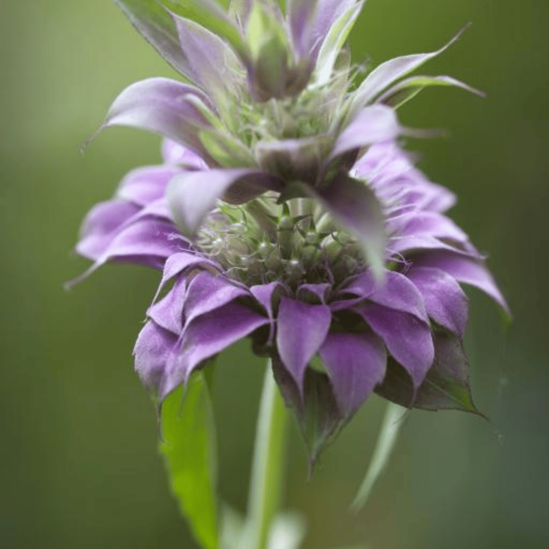 Lemon Bergamot – Fragrant Pollinator - Friendly Herb - The Healing Herb Garden
