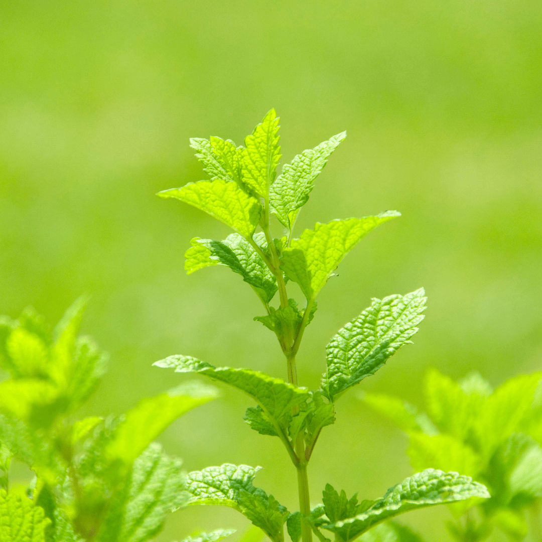 Lemon Mint Plant UK - Fresh Citrus Mint - The Healing Herb Garden
