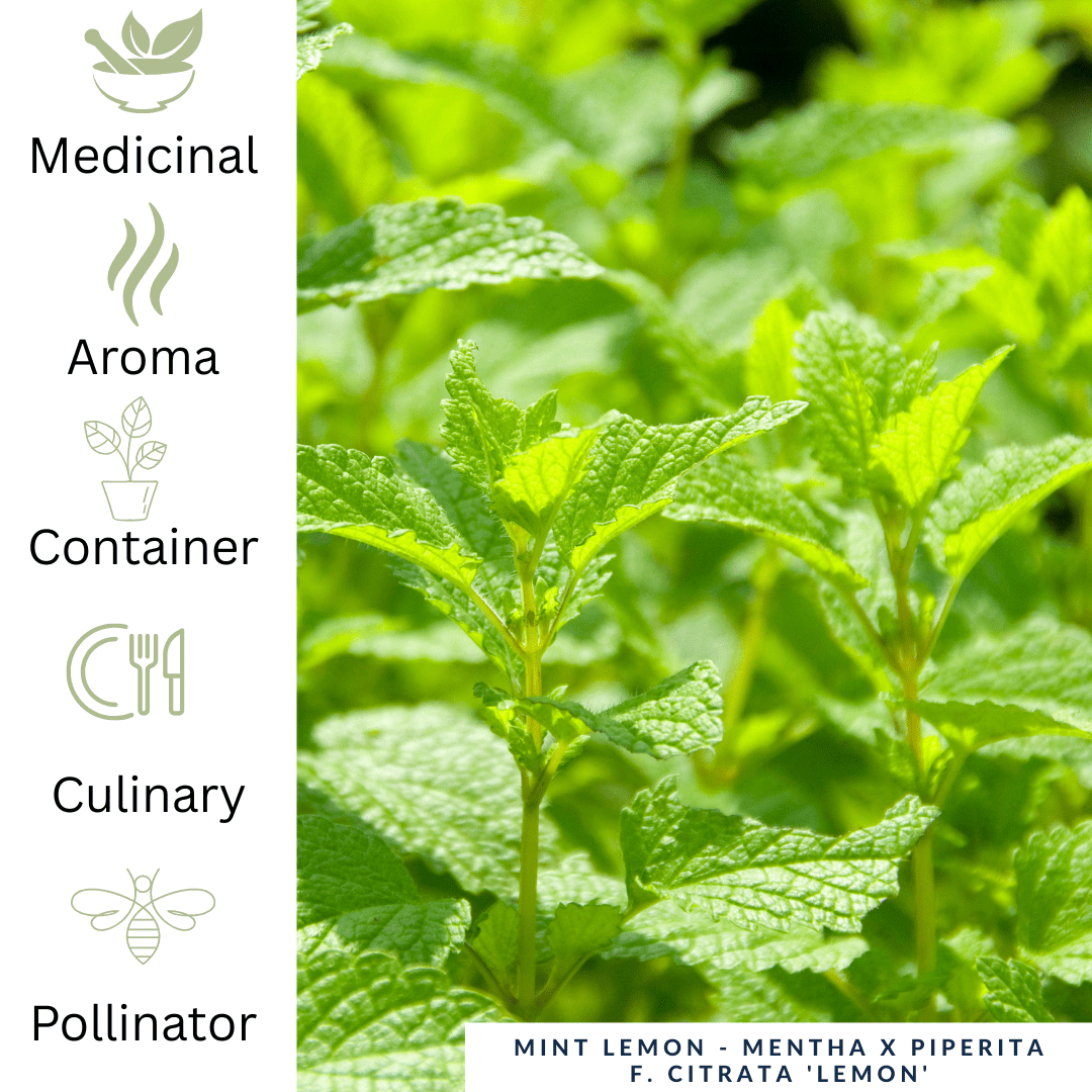 Lemon Mint Plant UK - Fresh Citrus Mint - The Healing Herb Garden