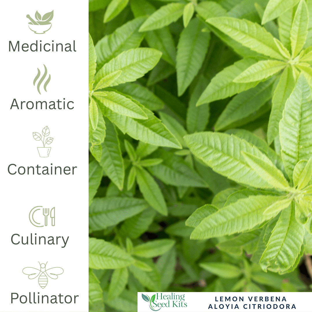 Lemon Verbena – For Fragrant Teas & Uplifting Herbal Remedies - The Healing Herb Garden
