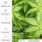 Lemon Verbena – For Fragrant Teas & Uplifting Herbal Remedies - The Healing Herb Garden