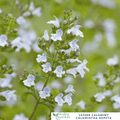 Lesser Calamint - Prized for its minty, oregano - like flavour - The Healing Herb Garden