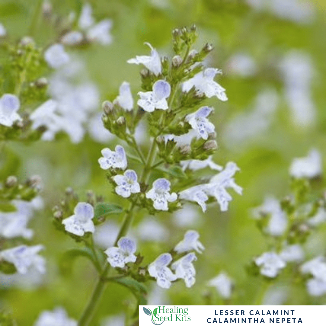 Lesser Calamint - Prized for its minty, oregano - like flavour - The Healing Herb Garden