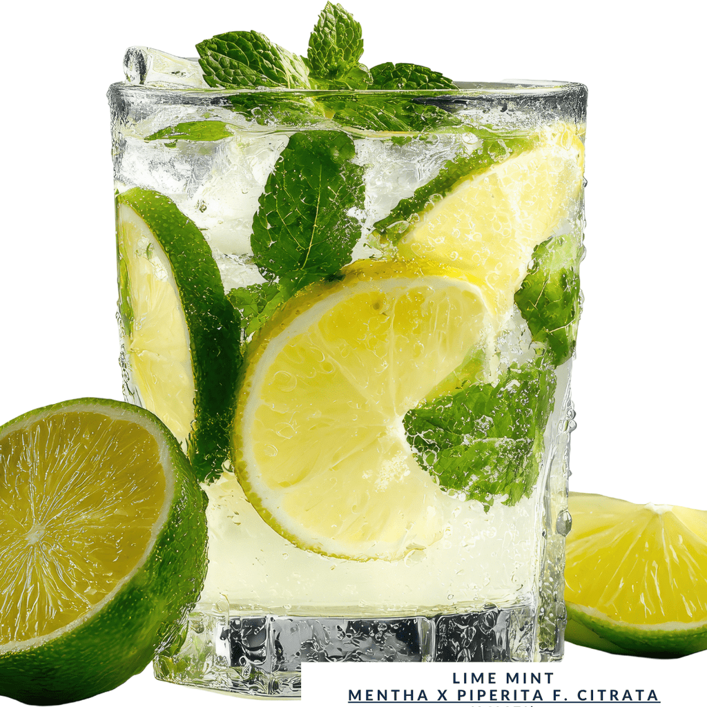 Lime Mint plug plant – Citrus - Scented Culinary Herb - The Healing Herb Garden