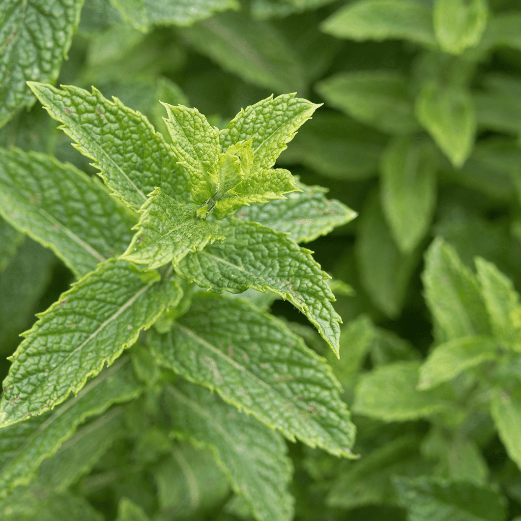 Lime Mint plug plant – Citrus - Scented Culinary Herb - The Healing Herb Garden