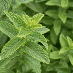 Lime Mint plug plant – Citrus - Scented Culinary Herb - The Healing Herb Garden