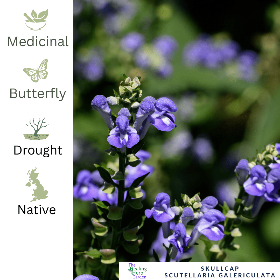 Marsh Skullcap - For Calming Herbal Remedies & Violet Blooms - The Healing Herb Garden