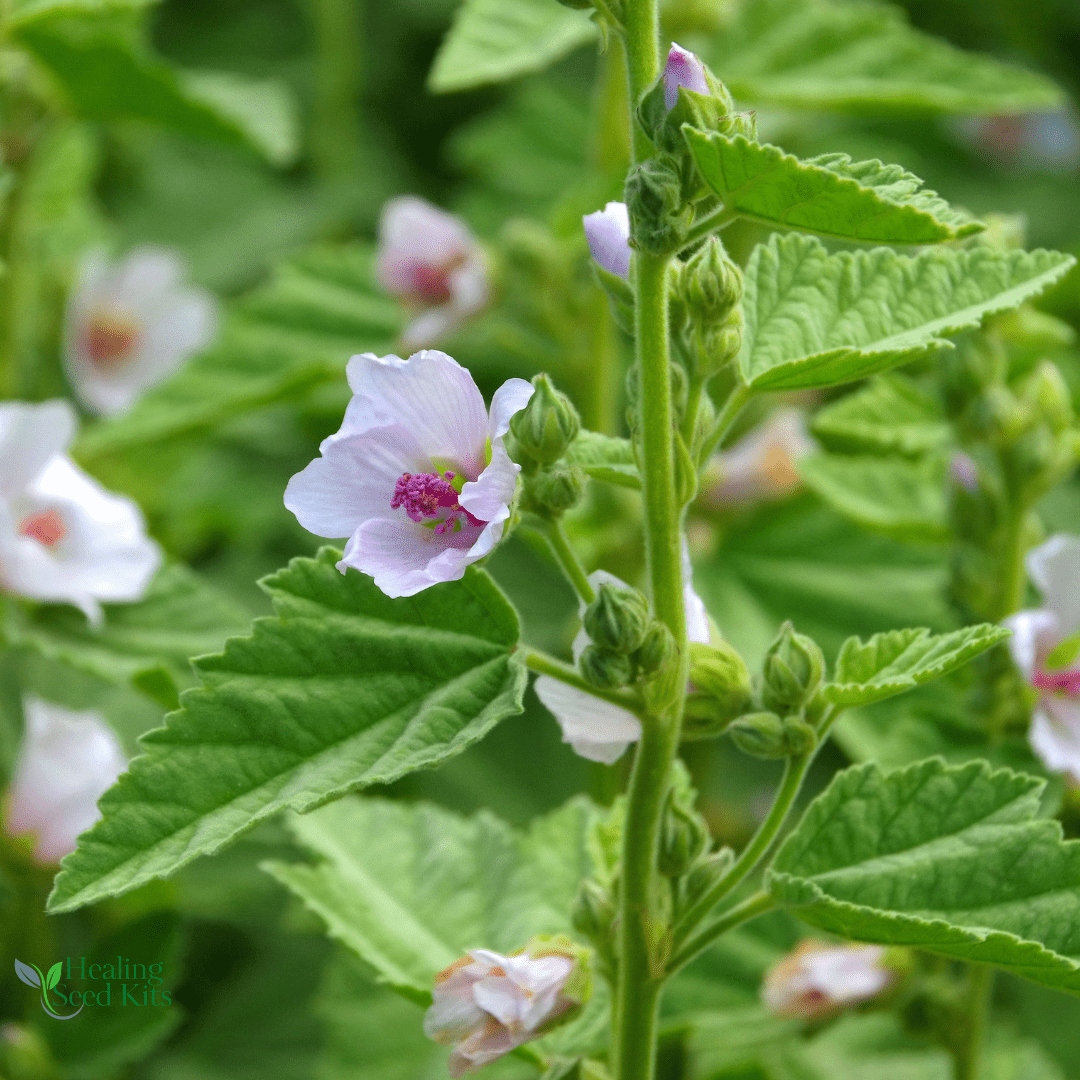 MarshMallow - For Soothing Herbal Remedies & Pollinator Gardens - The Healing Herb Garden