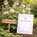 Marshmallow Seeds – Grow Your Own Healing Herb - The Healing Herb Garden