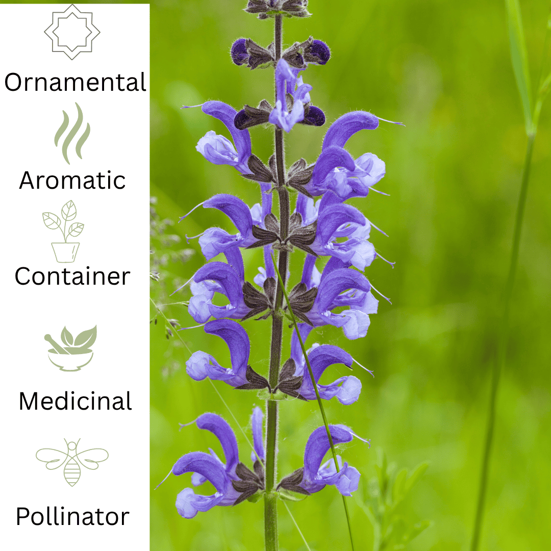 Meadow Clary plug plant – Native Flowering Herb - The Healing Herb Garden