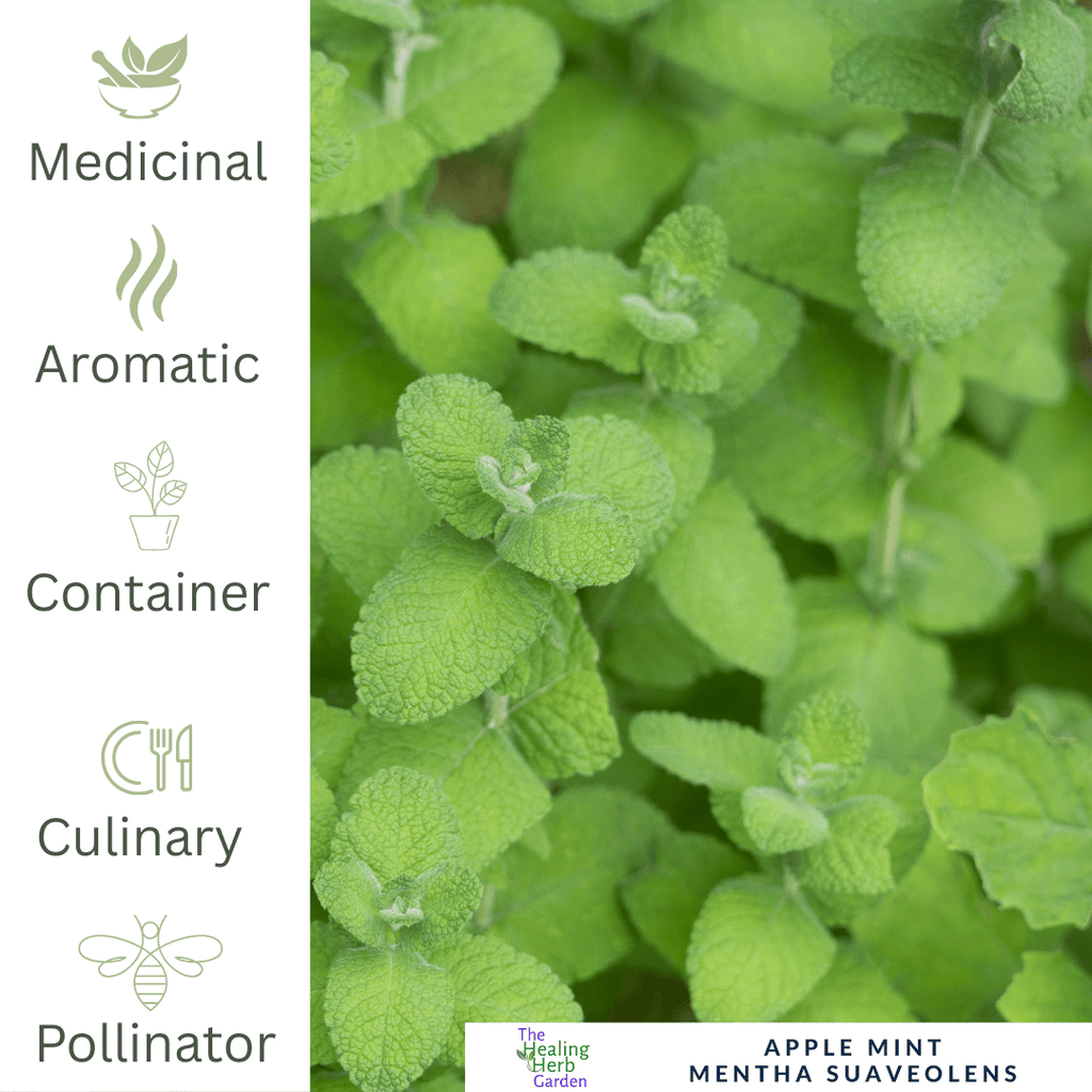 Mint - Apple For Fruity Teas & Fresh Summer Drinks - The Healing Herb Garden