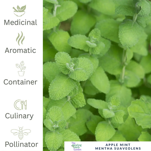 Mint - Apple For Fruity Teas & Fresh Summer Drinks - The Healing Herb Garden