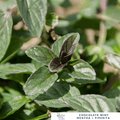 Mint - Chocolate Mint – For Desserts, Teas & Gourmet Treats - The Healing Herb Garden