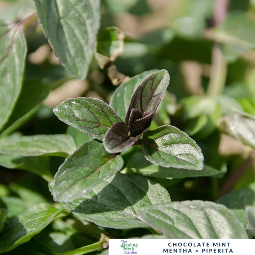 Mint - Chocolate Mint – For Desserts, Teas & Gourmet Treats - The Healing Herb Garden
