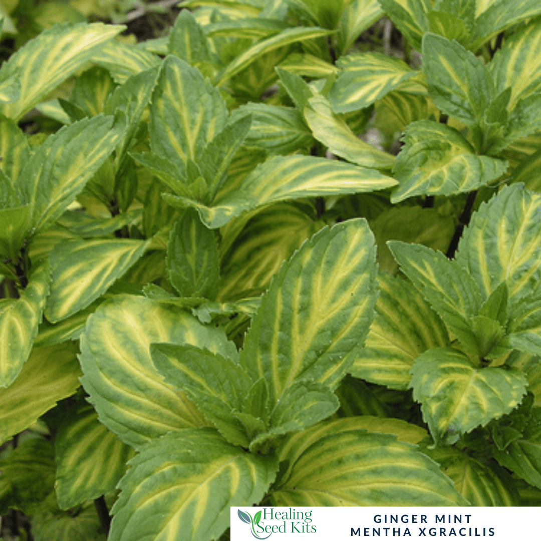 Mint – Ginger - For Refreshing Teas & Digestive Support - The Healing Herb Garden