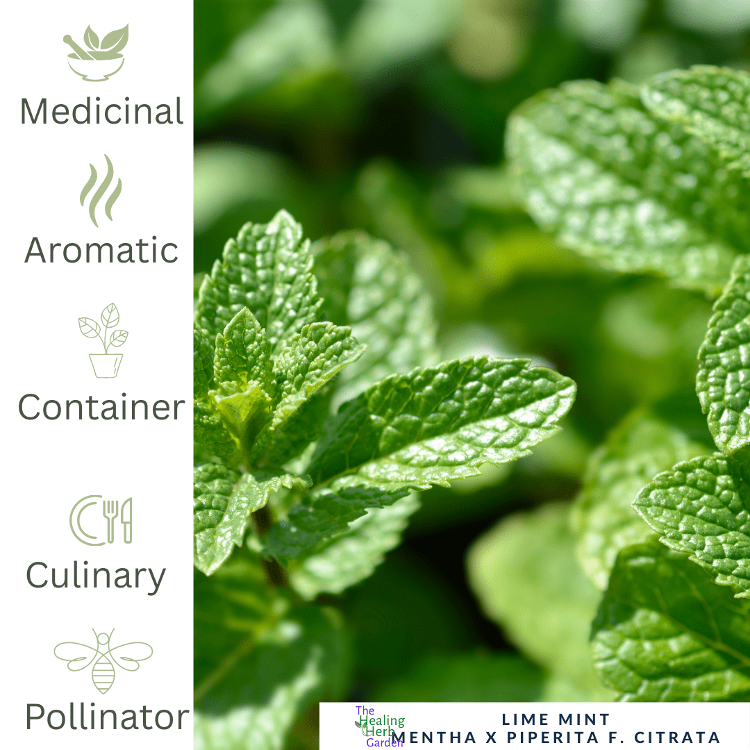 Mint - Lime Mint – For Zesty Teas & Refreshing Drinks - The Healing Herb Garden