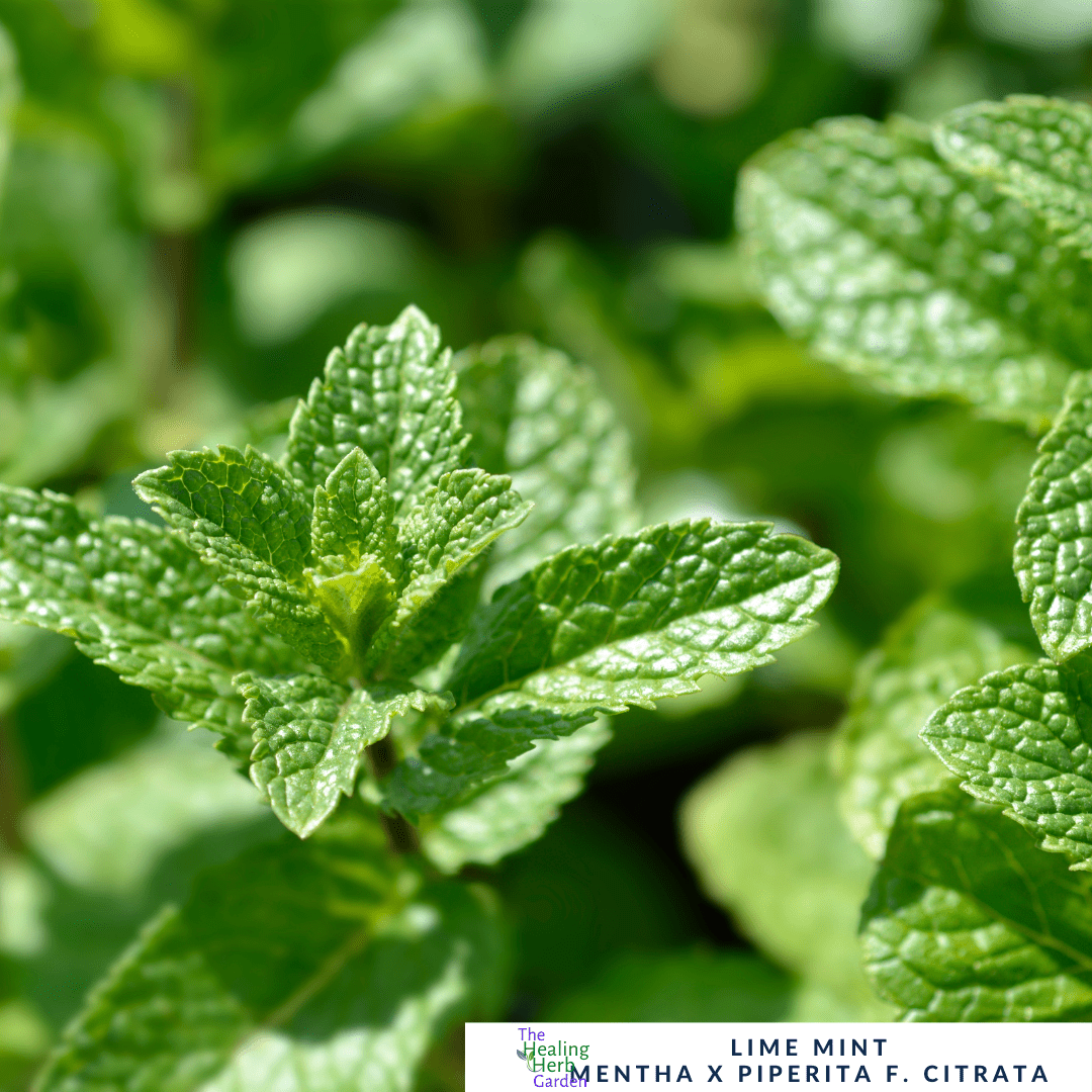 Mint - Lime Mint – For Zesty Teas & Refreshing Drinks - The Healing Herb Garden