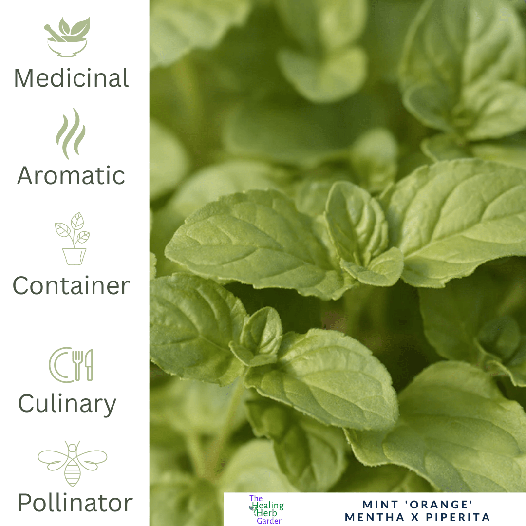 Mint - Orange Mint – For Citrus Teas & Summer Desserts - The Healing Herb Garden