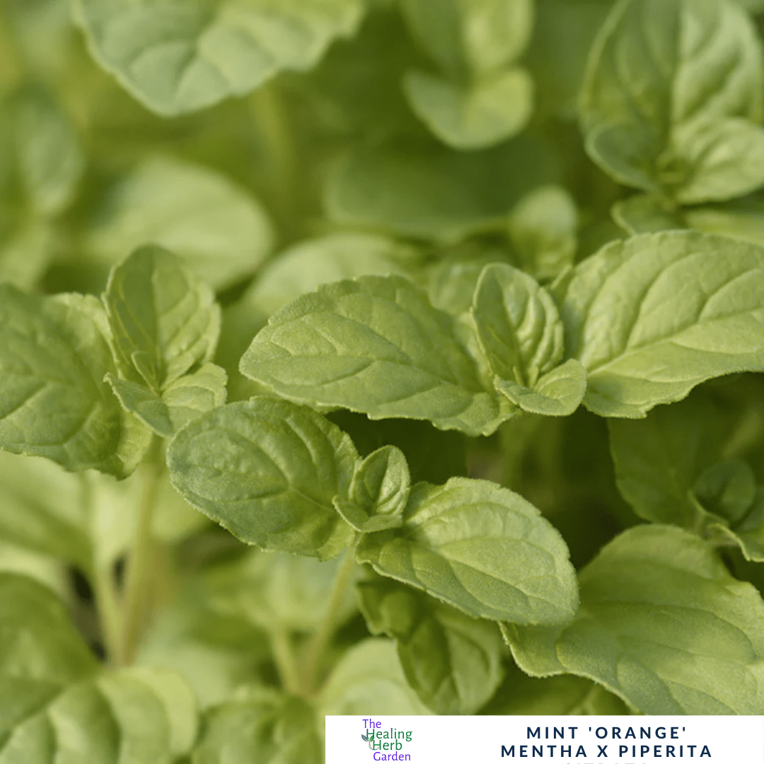 Mint - Orange Mint – For Citrus Teas & Summer Desserts - The Healing Herb Garden