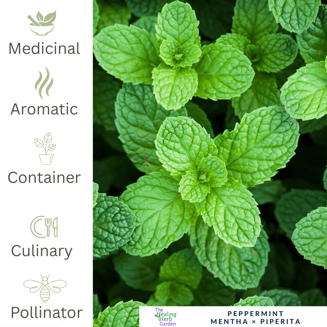 Mint - Peppermint – For Invigorating Teas & Natural Wellness - The Healing Herb Garden