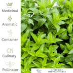 Mint - Spearmint For Cooling Teas & Fresh Culinary Flavour - The Healing Herb Garden